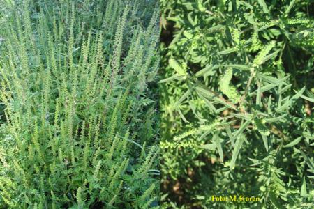 Kako zatiramo invazivne tujerodne vrste rastlin-pelinolista ambrozija 1